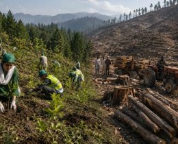 Pakistan’s Green Programme Reaches 2.3 Billion Plants, but Forest Pressure Persists