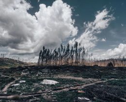 The Age of Adaptation Has Arrived